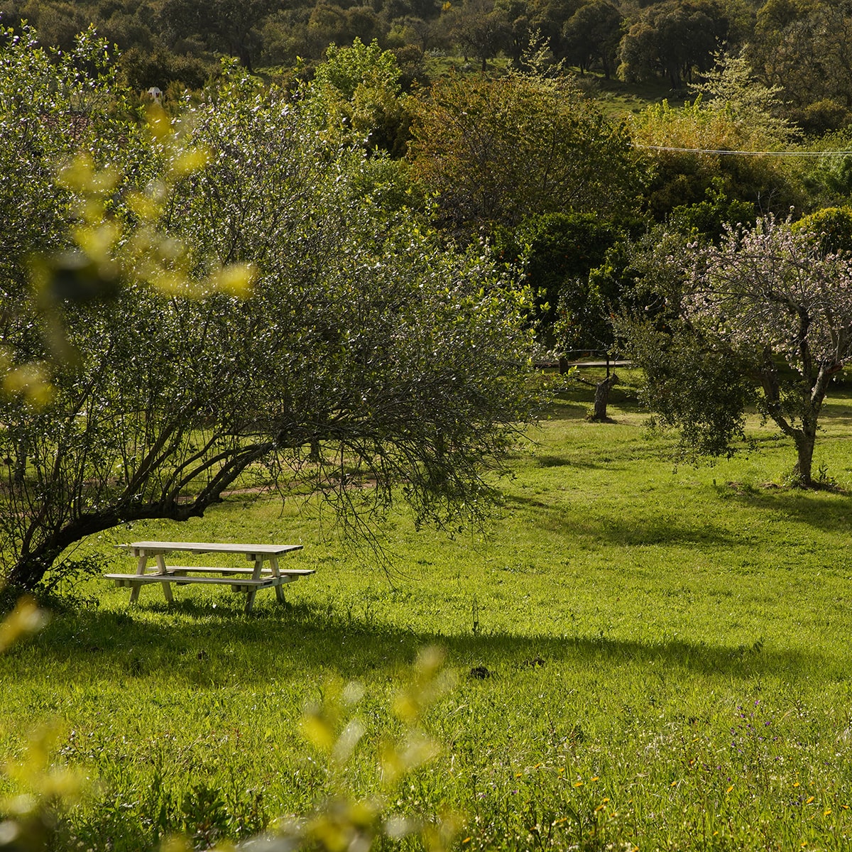 floresta Autoctone da Costa Alentejana