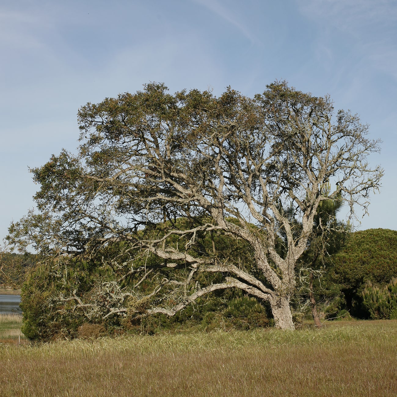 floresta alentejo